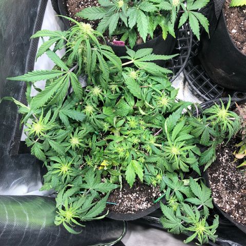 Auto Pineapple Gum growlog photo: Spread out more evenly