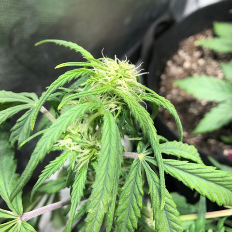 Auto Pineapple Gum growlog timeline photo