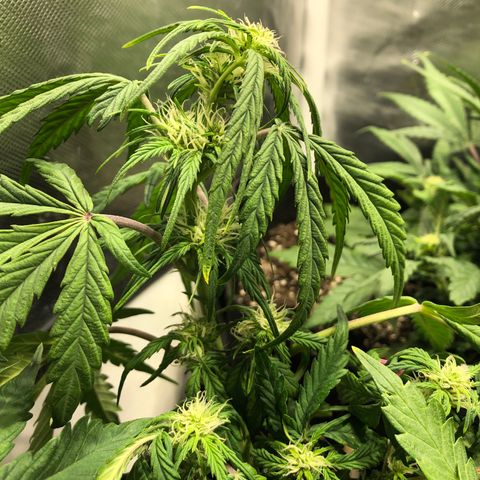 Auto Pineapple Gum growlog timeline photo