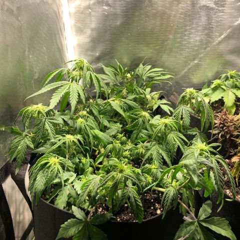 Auto Pineapple Gum growlog timeline photo