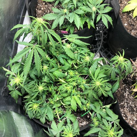 Auto Pineapple Gum growlog photo: Spread out more evenly
