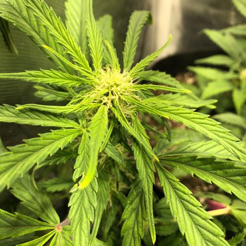 Auto Pineapple Gum growlog timeline photo