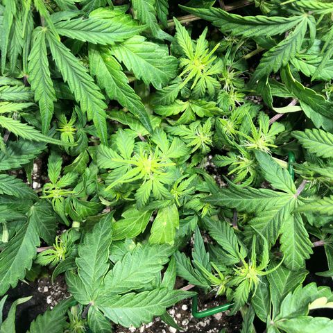 Auto Pineapple Gum growlog timeline photo