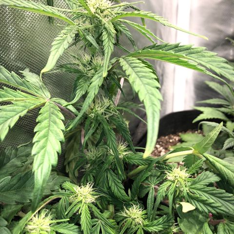 Auto Pineapple Gum growlog timeline photo