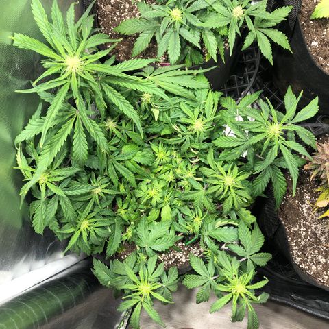 Auto Pineapple Gum growlog timeline photo