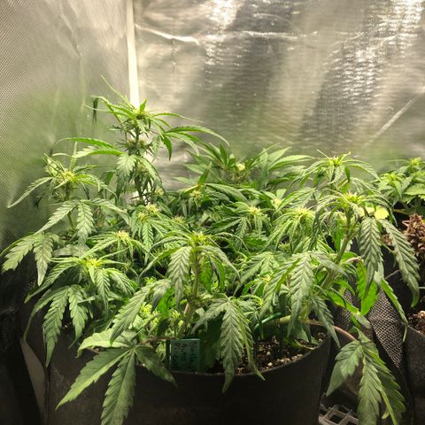Auto Pineapple Gum growlog timeline photo