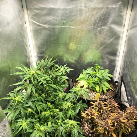 Auto Pineapple Gum growlog timeline photo