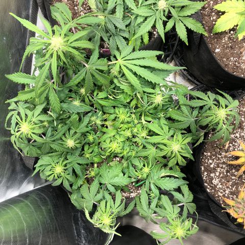 Auto Pineapple Gum growlog timeline photo