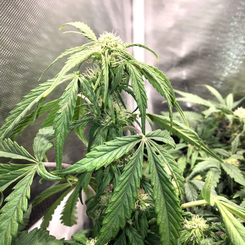 Auto Pineapple Gum growlog timeline photo