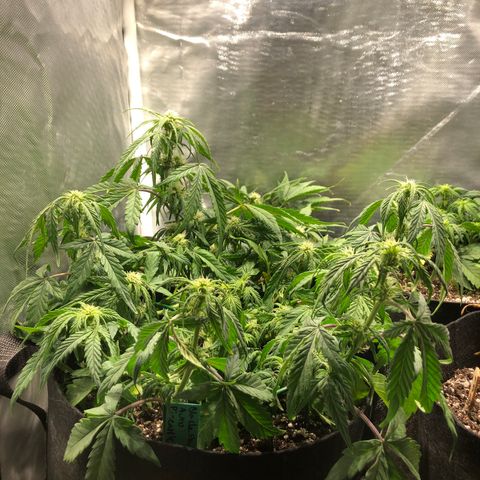 Auto Pineapple Gum growlog timeline photo