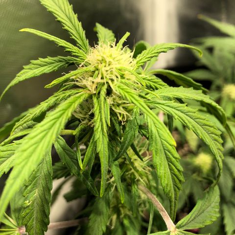 Auto Pineapple Gum growlog timeline photo