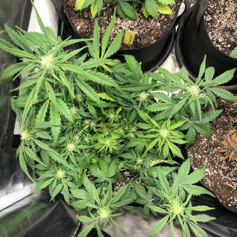 Auto Pineapple Gum growlog timeline photo