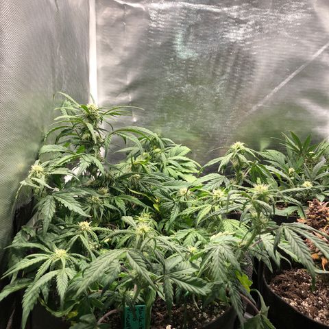 Auto Pineapple Gum growlog timeline photo