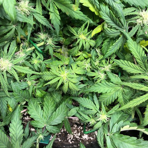 Auto Pineapple Gum growlog timeline photo