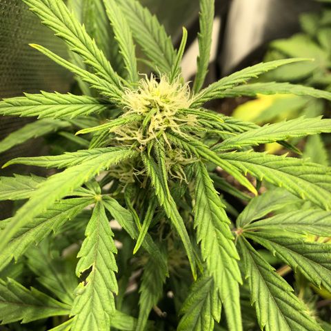 Auto Pineapple Gum growlog timeline photo