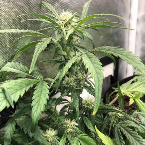 Auto Pineapple Gum growlog timeline photo