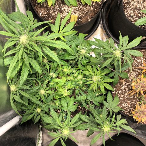 Auto Pineapple Gum growlog photo: Lst