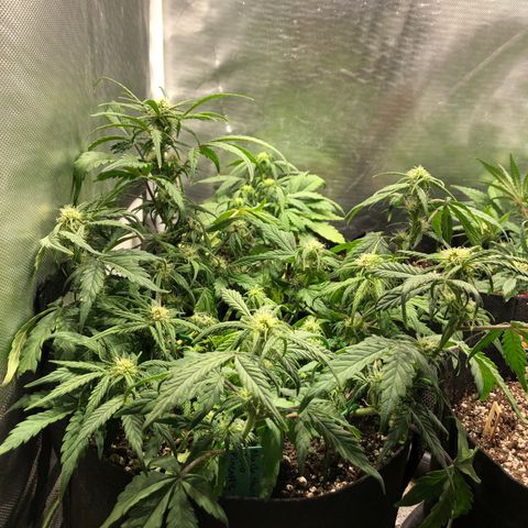 Auto Pineapple Gum growlog photo: Lst