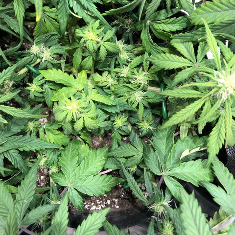 Auto Pineapple Gum growlog timeline photo