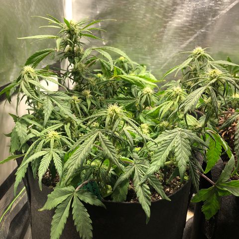 Auto Pineapple Gum growlog timeline photo