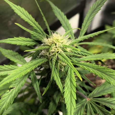 Auto Pineapple Gum growlog timeline photo