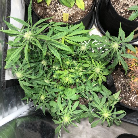 Auto Pineapple Gum growlog timeline photo
