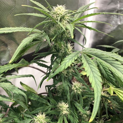 Auto Pineapple Gum growlog timeline photo