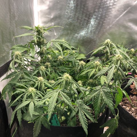 Auto Pineapple Gum growlog timeline photo