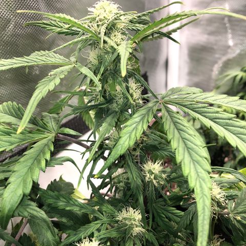 Auto Pineapple Gum growlog timeline photo