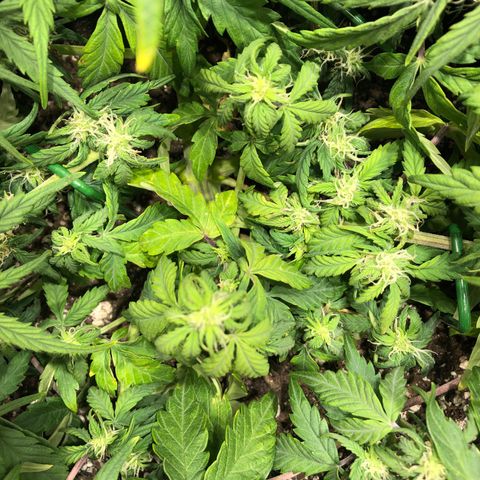 Auto Pineapple Gum growlog timeline photo