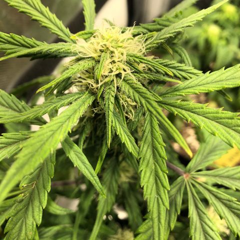 Auto Pineapple Gum growlog timeline photo
