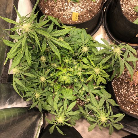 Auto Pineapple Gum growlog timeline photo