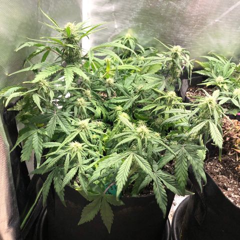 Auto Pineapple Gum growlog timeline photo