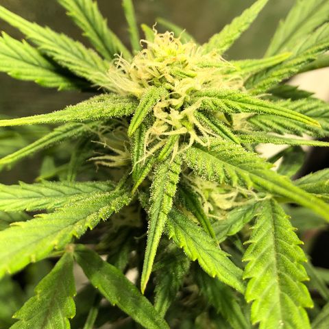 Auto Pineapple Gum growlog timeline photo