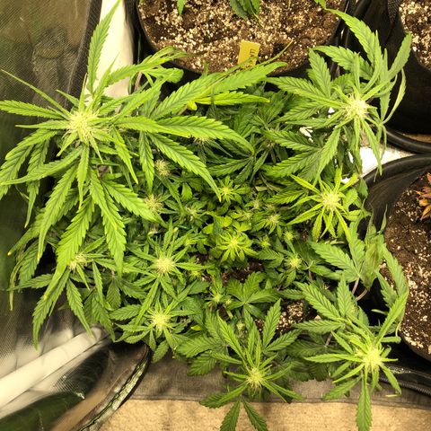 Auto Pineapple Gum growlog timeline photo