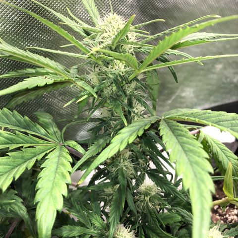 Auto Pineapple Gum growlog timeline photo