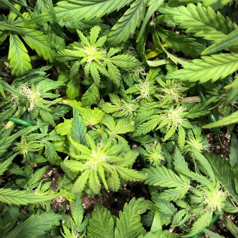 Auto Pineapple Gum growlog timeline photo