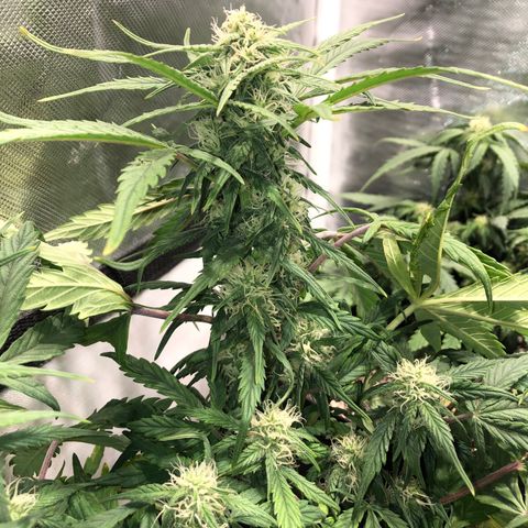 Auto Pineapple Gum growlog timeline photo