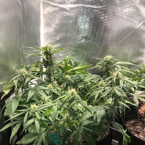 Auto Pineapple Gum growlog timeline photo