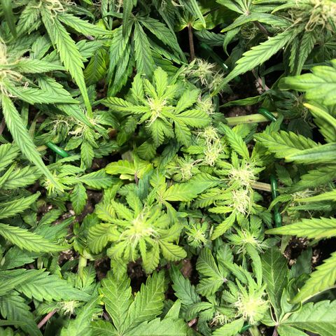 Auto Pineapple Gum growlog timeline photo
