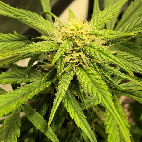 Auto Pineapple Gum growlog timeline photo