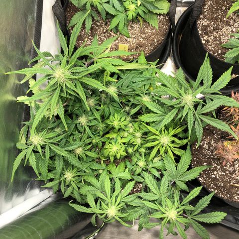 Auto Pineapple Gum growlog timeline photo
