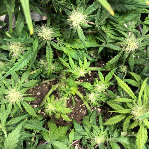 Auto Pineapple Gum growlog photo: Defoliated and staples removed 