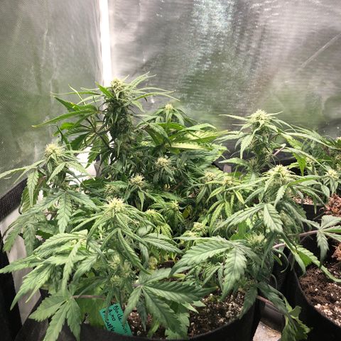 Auto Pineapple Gum growlog photo: Defoliated and staples removed 