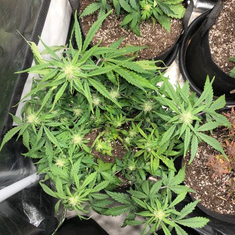 Auto Pineapple Gum growlog photo: Defoliated and staples removed 