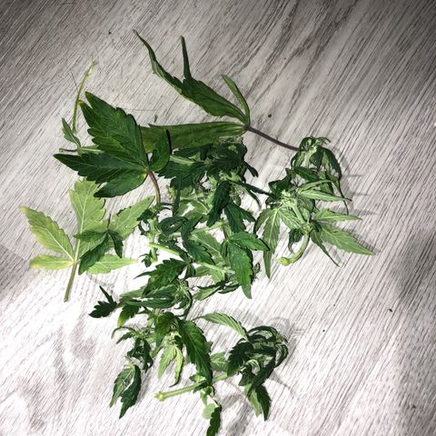 Auto Pineapple Gum growlog photo: Defoliated and staples removed 