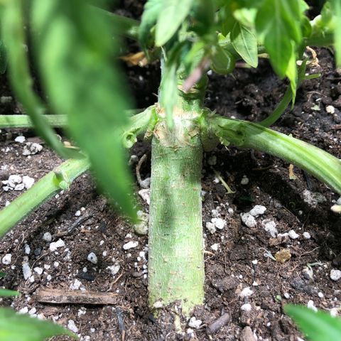 Auto Pineapple Gum growlog photo: Thick stem!