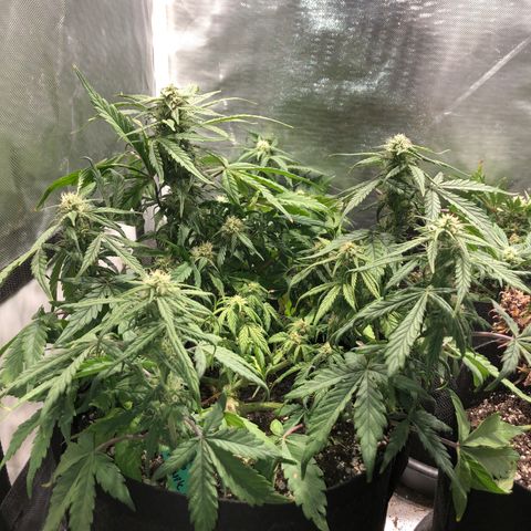 Auto Pineapple Gum growlog timeline photo