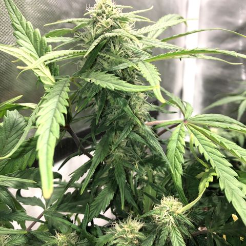 Auto Pineapple Gum growlog timeline photo