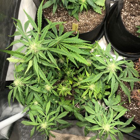 Auto Pineapple Gum growlog timeline photo